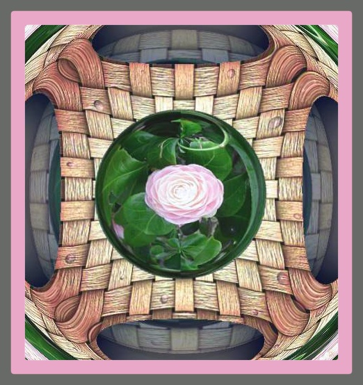 Camellia - an art work by T Newfields
