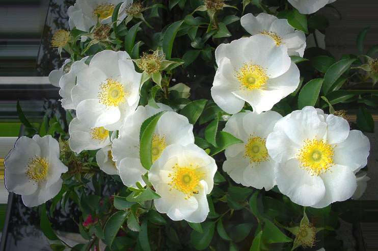 Finding the Flower - an art work by T Newfields begun in Nov. 2001 and finished in June 2002 in Nagoya, Japan