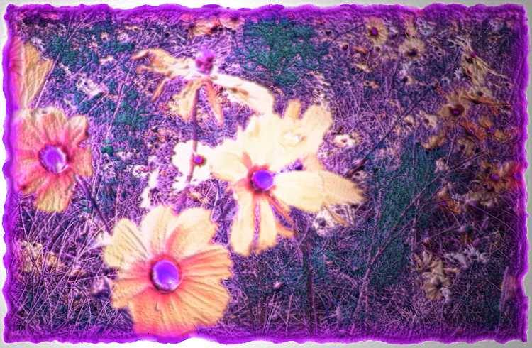 Dream Blossoms / Fleurs Rveuses / Flores Ideales / TraumcBlten - an art work by T Newfields
