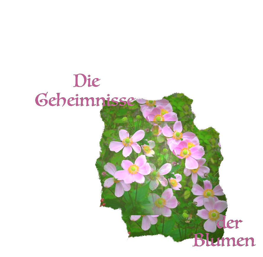 Die Geheimnisse der Blumen - ein foto von T Newfields