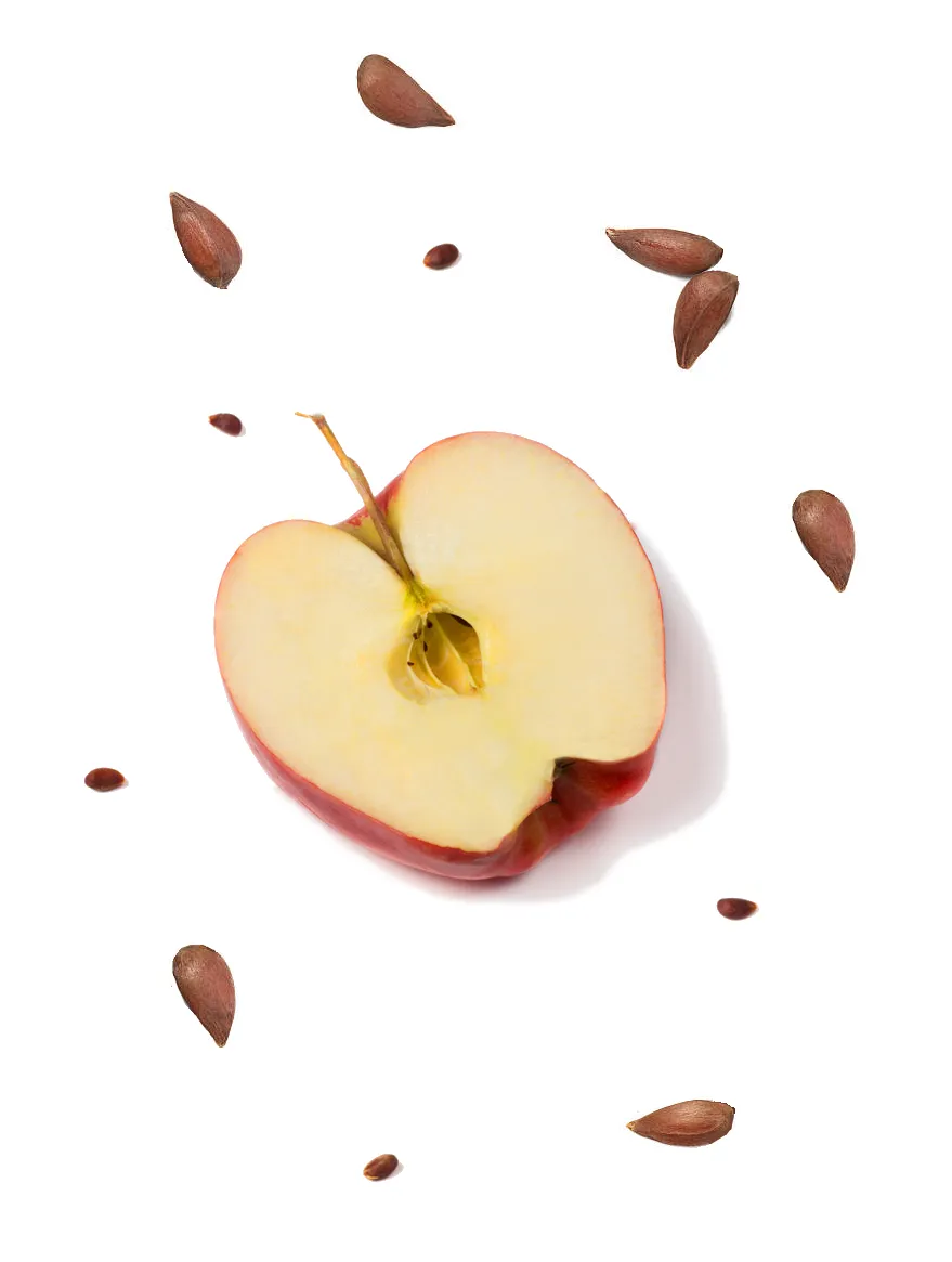 Apple Seeds: Thoughts on Human Potential - an art work by T Newfields