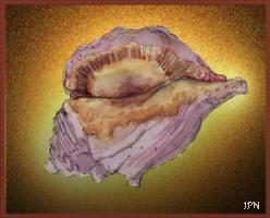 Conch - a drawing by Jean Price Norman [T. Newfields Collection]
