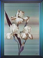 Gladiolus - a drawing by Jean Price Norman [ B. Youngren Collection]
