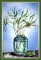 Spider Plant - a drawing by Jean Price Norman [Location of Original Unknown]