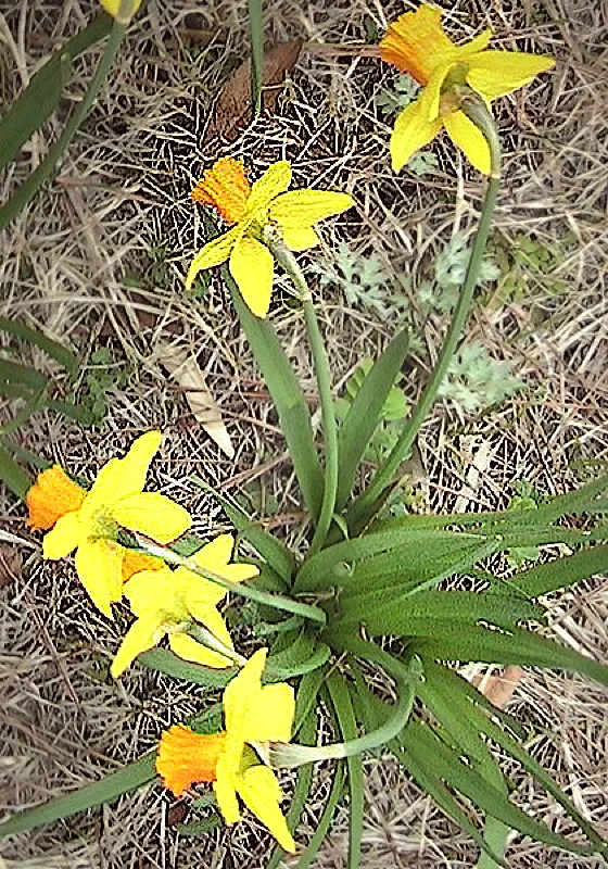 A photo of some daffodils by T Newfields