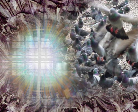 Charla de palomas - un imagen de T Newfields