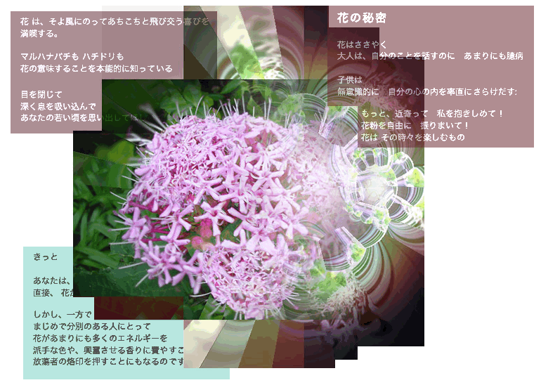 マーキス植物: ケア - マーキス植物の水やり